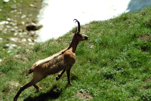 Camoscio d''Abruzzo Rupicapra pyrenaica ornata